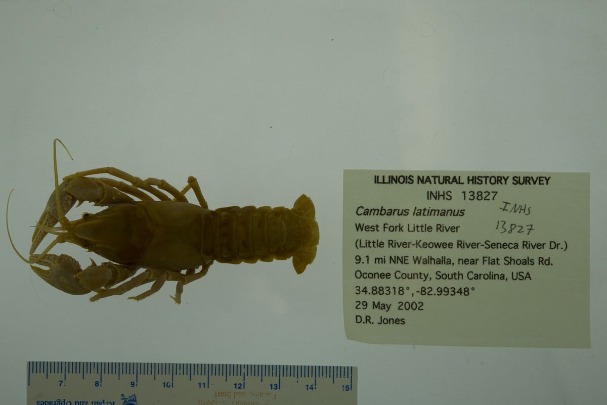 Cambarus image